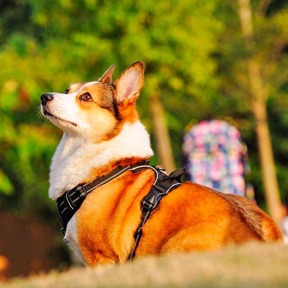 Harnais LED Pour Chien Rechargeable USB – Sécurité Nocturne, Ajustable (Vert, Taille M)
