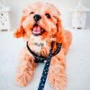 Harnais pour chien confortable Harnais pour chien Doggy & Co 47 Harnais pour chien confortable Harnais pour chien Doggy & Co 47