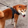 Harnais pour chien confortable Harnais pour chien Doggy & Co 49 Harnais pour chien confortable Harnais pour chien Doggy & Co 49