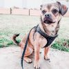 Harnais pour chien confortable Harnais pour chien Doggy & Co 27 Harnais pour chien confortable Harnais pour chien Doggy & Co 27