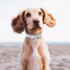 Collier pour chien Jean Clair Chiens Doggy & Co 15