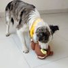 Jeu de fouille chien Poulet Chiens Doggy & Co 25 Jeu de fouille chien Poulet Chiens Doggy & Co 25